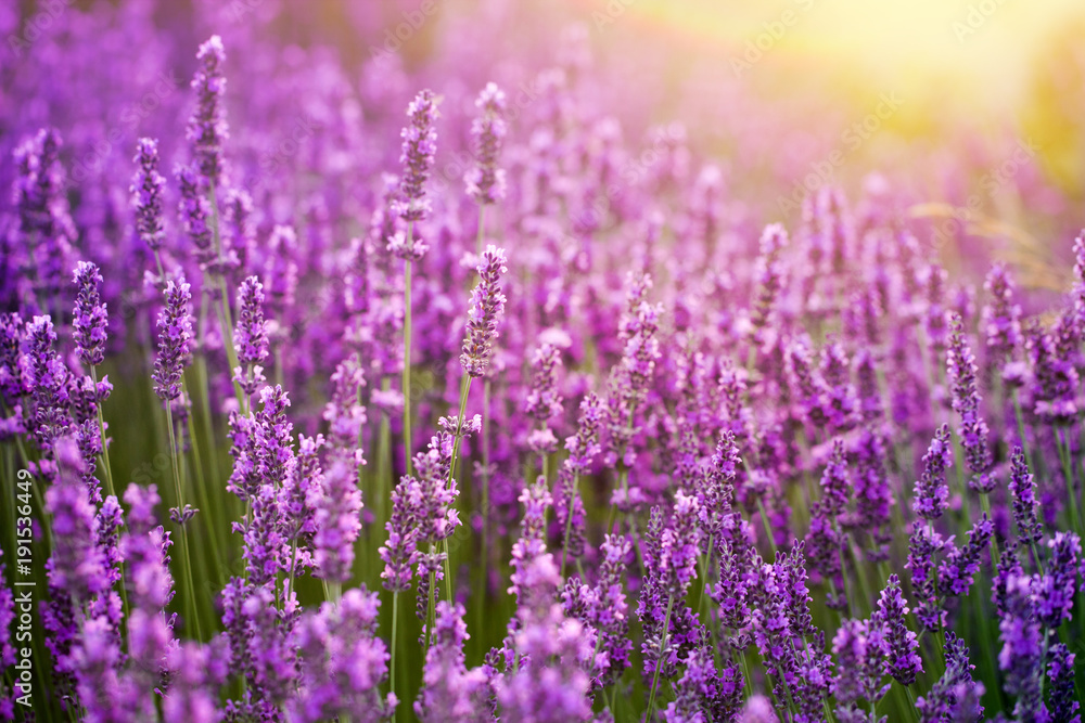 Sunset over a violet lavender field in Provence, France. Sunset over a violet lavender field in Provence, France.
