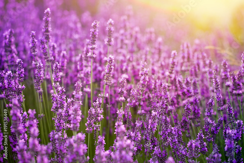 Fototapeta Naklejka Na Ścianę i Meble -  Sunset over a violet lavender field in Provence, France.
