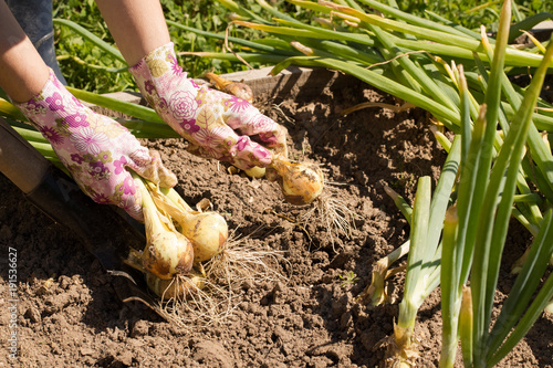 Onion Harvest. Hand Of Female Farmer Pull Fresh Young Ripe Onion From Ground In Sunny Vegetable Garden Close Up.