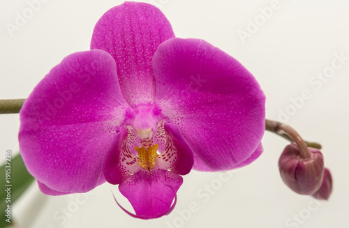 Orchideen