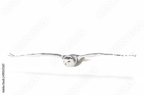 Snowy owl (Bubo scandiacus) isolated on a white background flies low hunting over an open snowy field in Canada