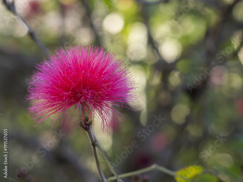 close up flower calliandra haematocephala -  Pink Fairy Duster, powder puff with bokeh lights background photo