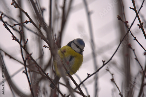 blue tit in the nature in the winter © Kevin