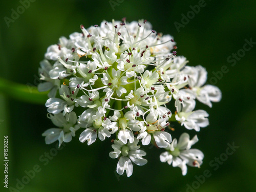 Hemlock Water-dropwort (Oenanthe crocata)