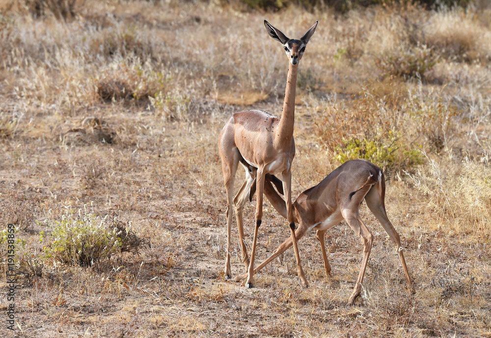 Fototapeta premium Giraffenantilopen