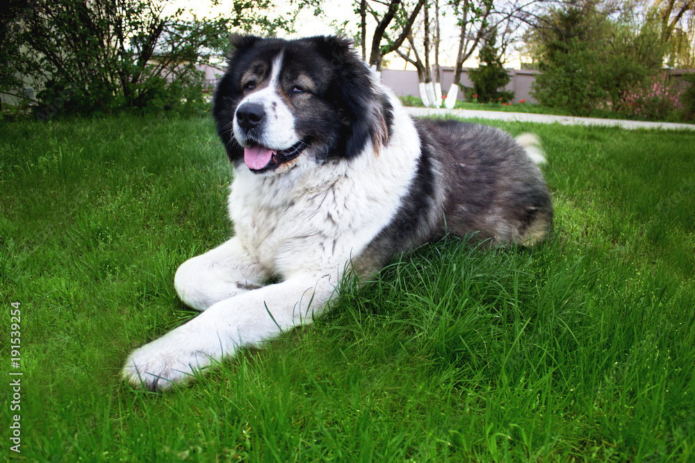 Fluffy Caucasian shepherd dog is lying on the ground. Adult Caucasian Shepherd dog. Fluffy Caucasian shepherd dog is lying on the ground. Adult Caucasian Shepherd dog.
