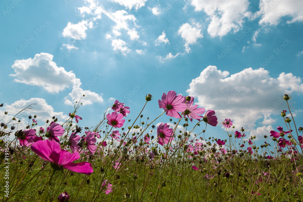 pink cosmos field and sky