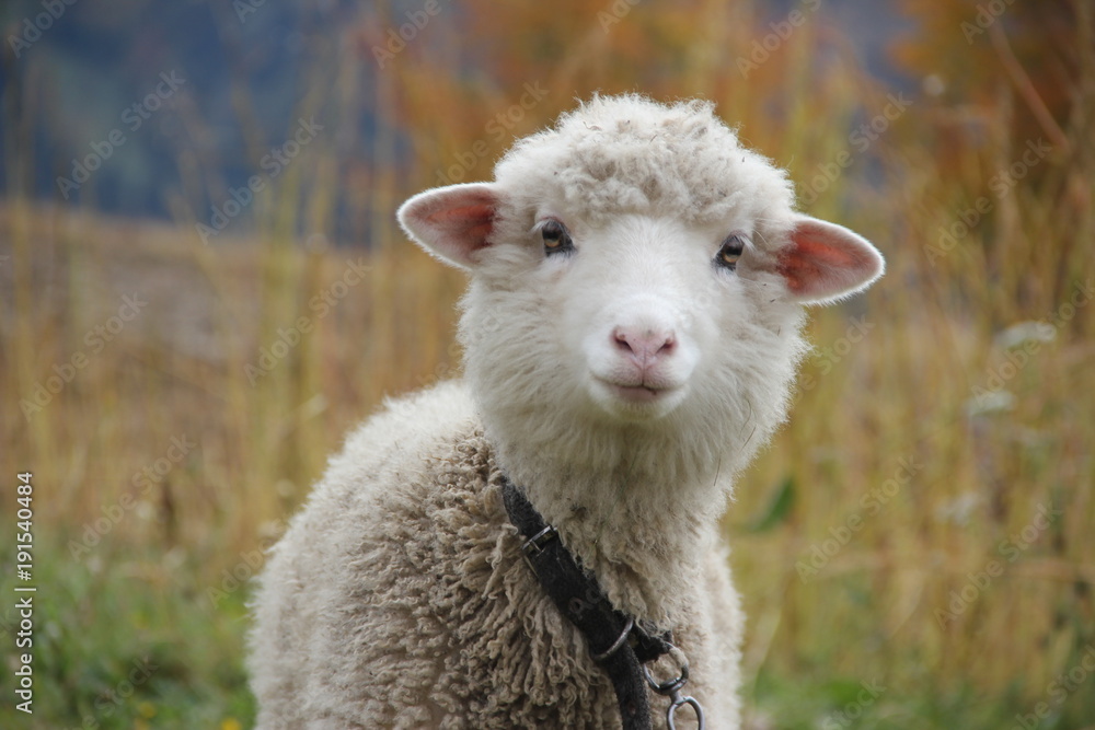Fototapeta premium Portrait of a curly sheep with a pink nose