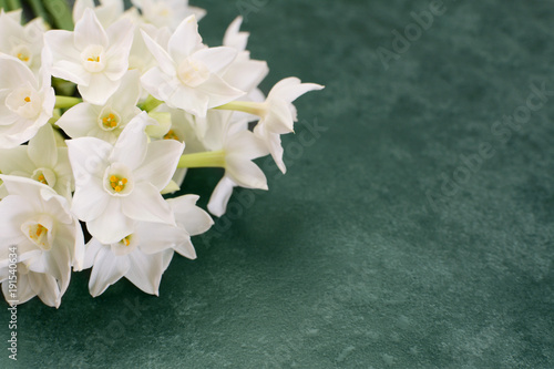 Fototapeta Naklejka Na Ścianę i Meble -  White narcissus flowers on mottled green background