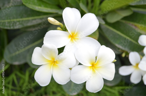 White flowers - closeup