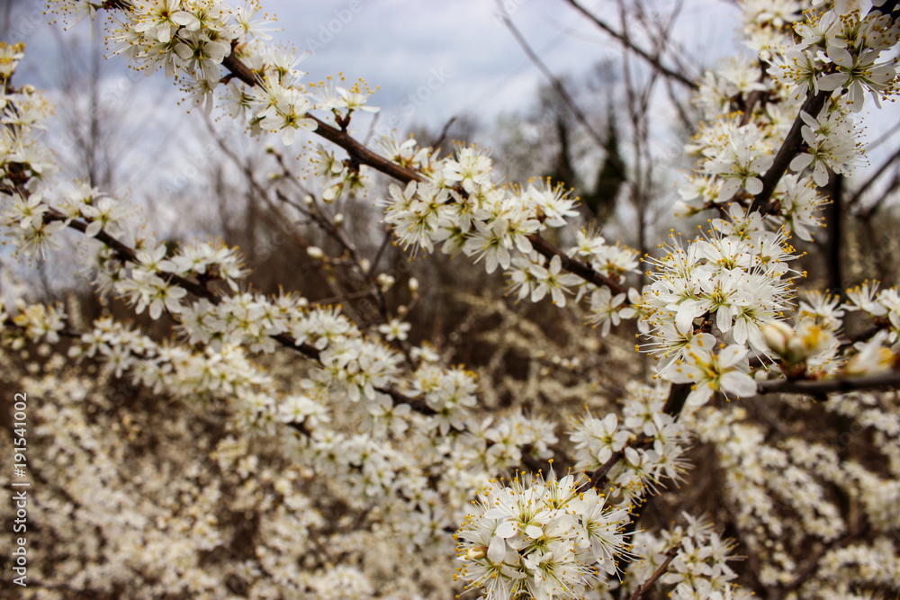 A blooming branch of tree in spring A blooming branch of tree in spring