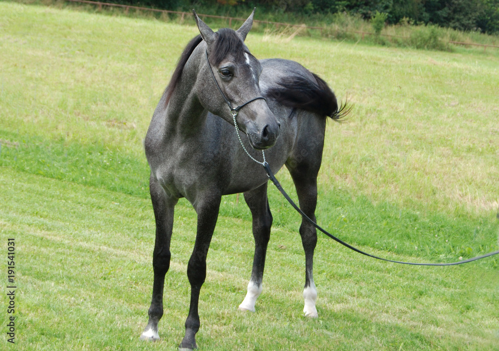 Fototapeta premium horses koń konie