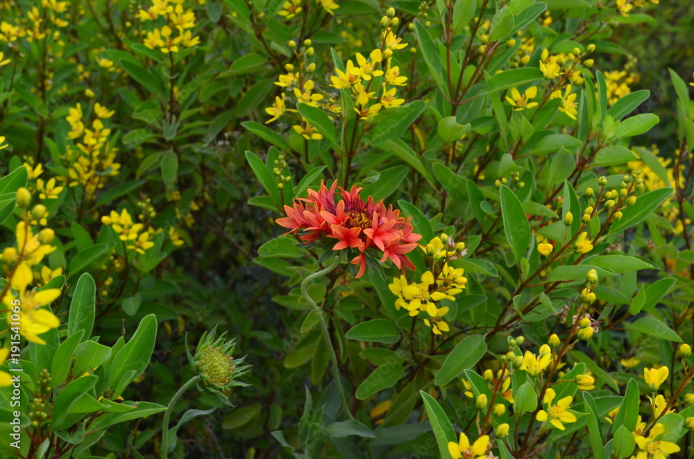 Lone Red Flower in yellow flower assembly Lone Red Flower in yellow flower assembly