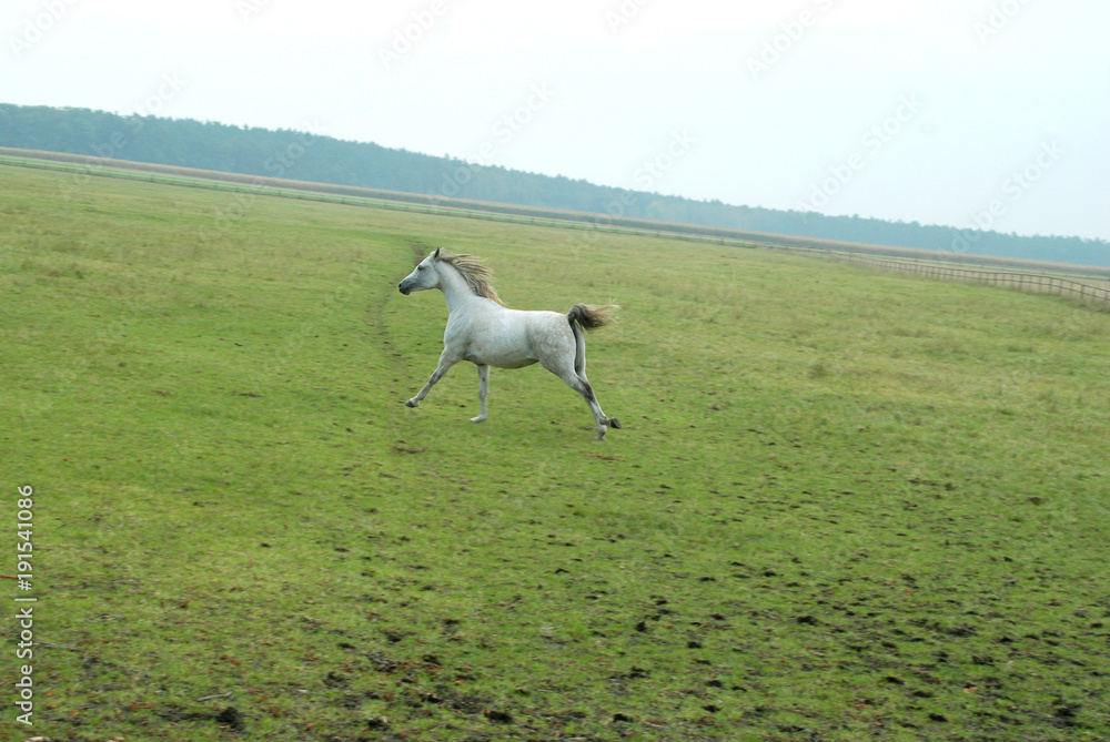 Fototapeta premium horses koń konie