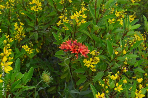 Lone Red Flower in yellow flower assembly