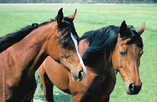 horse horses ko   konie