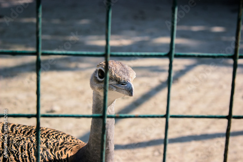 The ostrich in the zoo photo