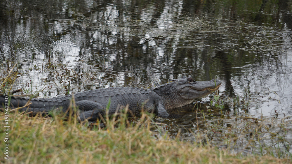 Fototapeta premium Alligator
