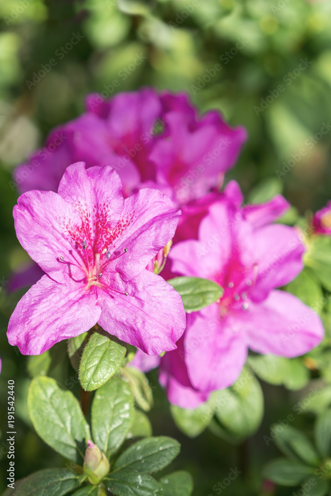 Big Violet azalea bush in the garden. Season of flowering azaleas. Big Violet azalea bush in the garden. Season of flowering azaleas.