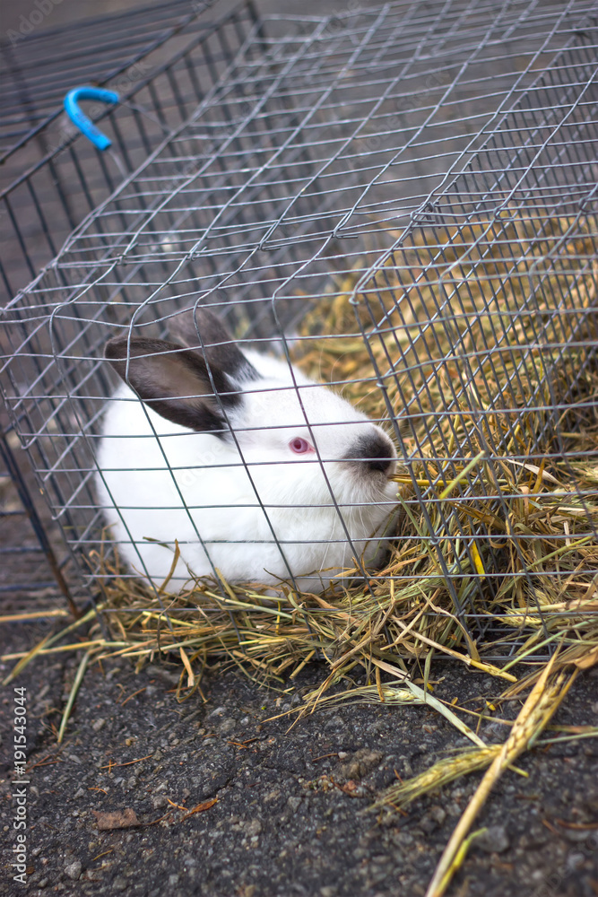 Obraz premium Rabbit in the zoo
