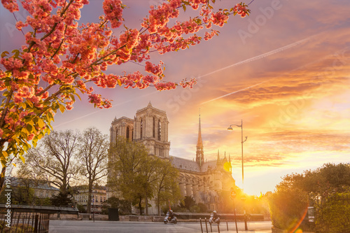 Paris, Notre Dame cathedral with blossomed treeagainst colorful sunrise in France photo