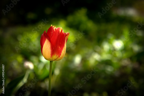 Red with yellow tullip flower in a spring garden.