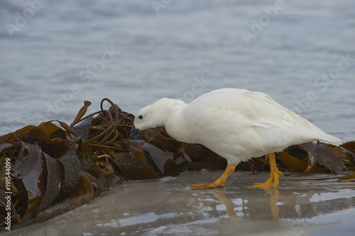 Male Kelp Goose (Chloephaga hybrida malvinarum) foraging in a pile of kelp on a beach on Bleaker Island in the Falkland Islands. photo