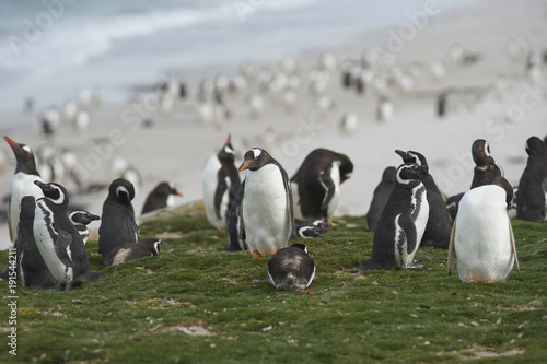 Mixed group of Gentoo Penguins (Pygoscelis papua) and a Magellanic penguins (Spheniscus magellanicus) on the coast of Bleaker Island in the Falkland Islands.