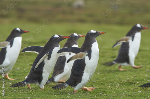 Gentoo Penguins (Pygoscelis papua) walking back to their colony across the green grass of Bleaker Island in the Falkland Islands.