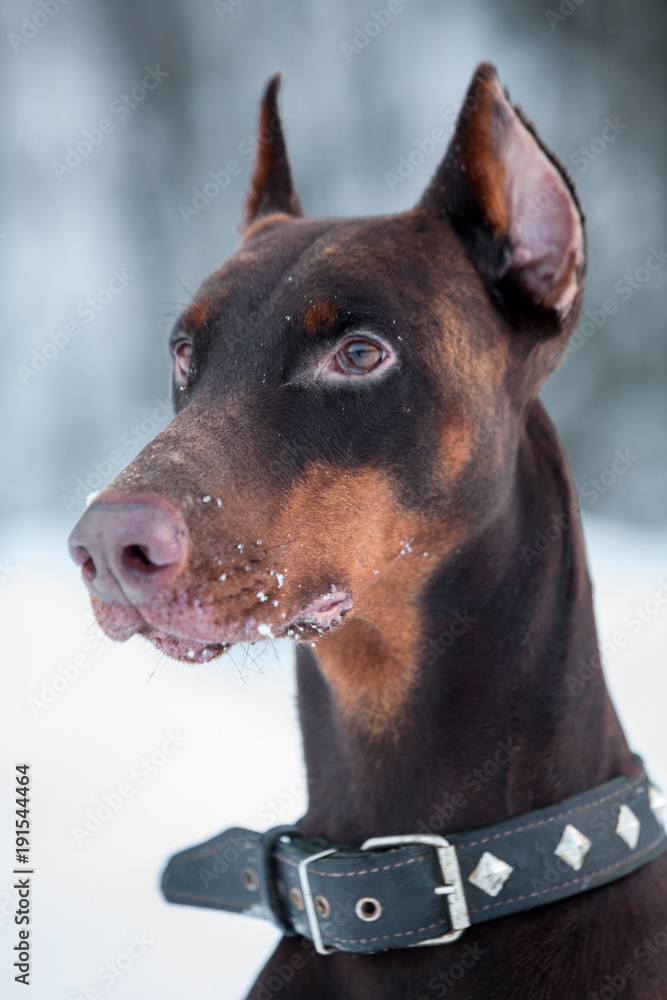Close-up portrait of brown doberman with dog-collar on neck