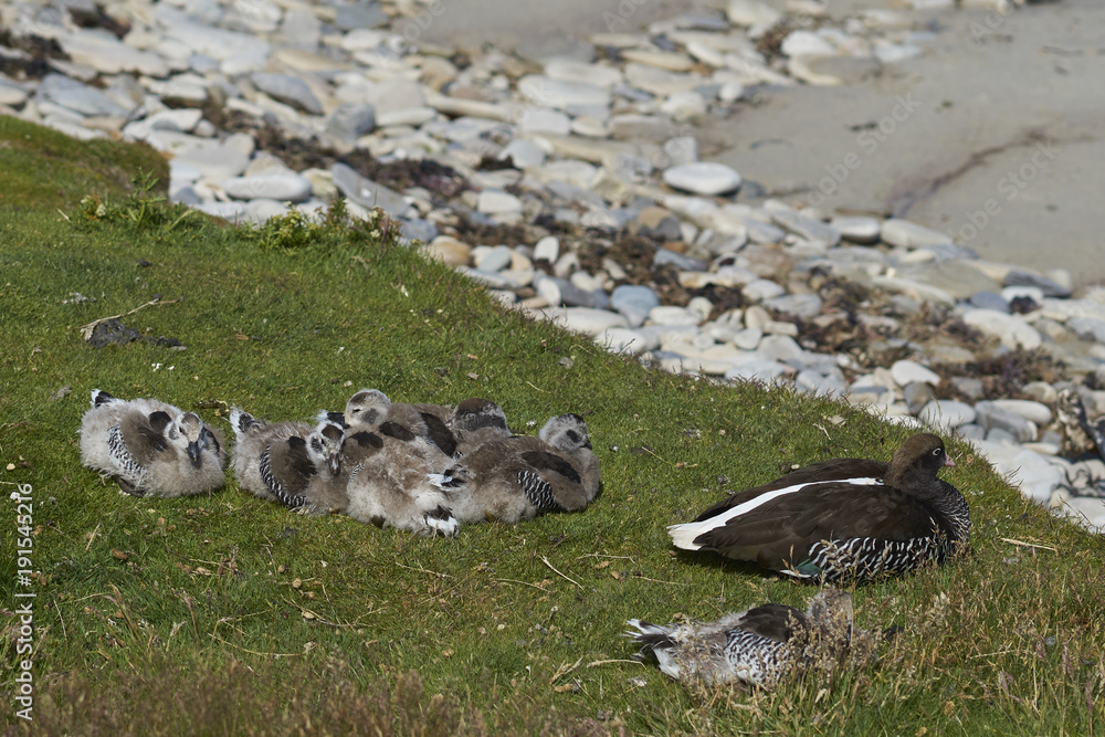 Obraz premium Female Kelp Goose (Chloephaga hybrida malvinarum) with a brood of goslings on the rocky coast of Carcass Island in the Falkland Islands.
