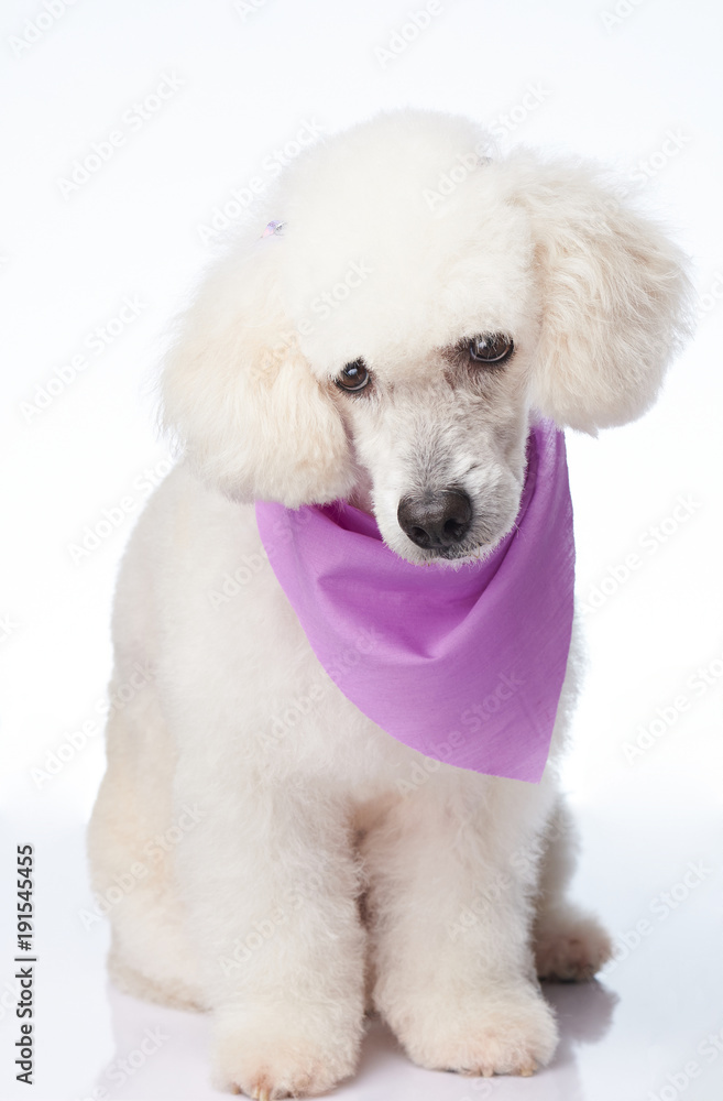 Cute white poodle dog Cute white poodle dog