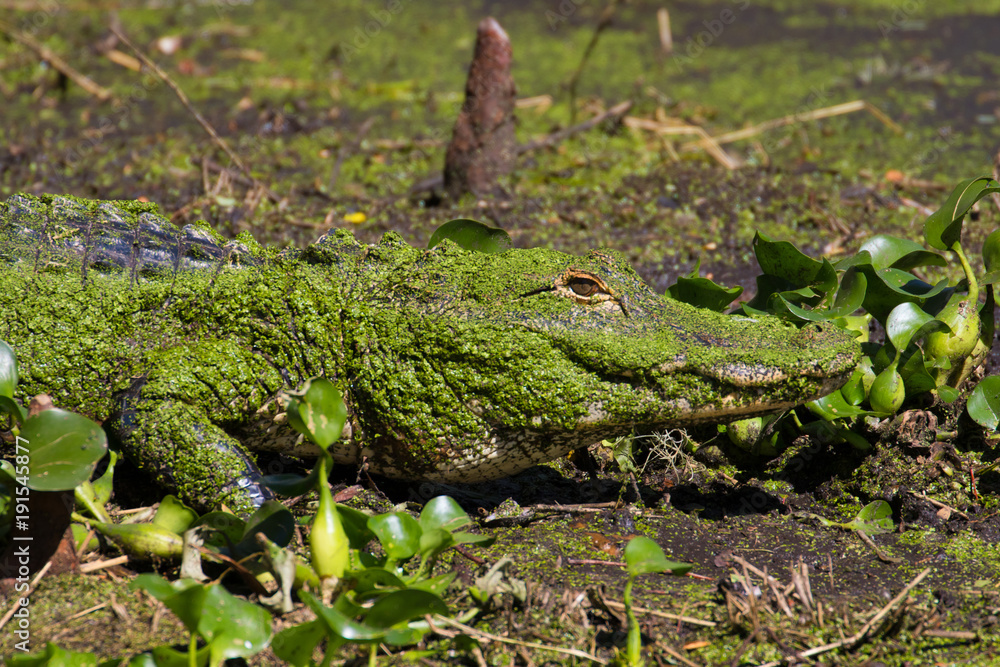 American alligator playing hide and seek in the flora filled marsh water American alligator playing hide and seek in the flora filled marsh water