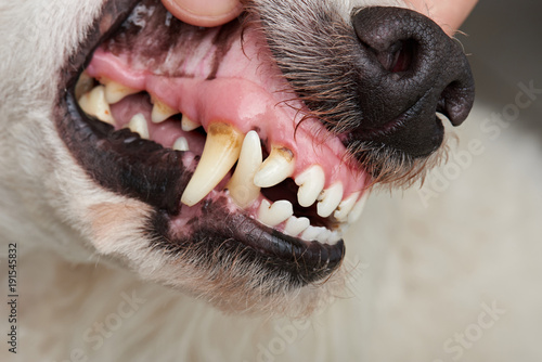 Fototapeta Naklejka Na Ścianę i Meble -  Dog teeth with cavities