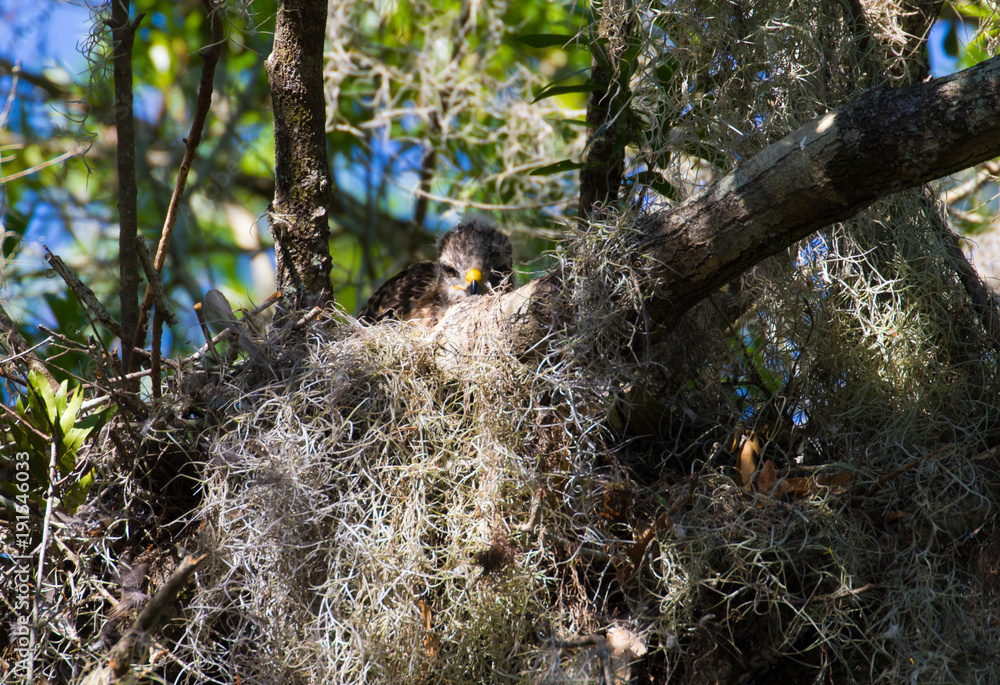 Red shouldered hawk chicks peeking out of their moss filled nest Red shouldered hawk chicks peeking out of their moss filled nest
