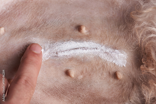 Fototapeta Naklejka Na Ścianę i Meble -  Putting cream on dog 