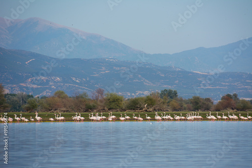 Flamingoes at lake kerkini