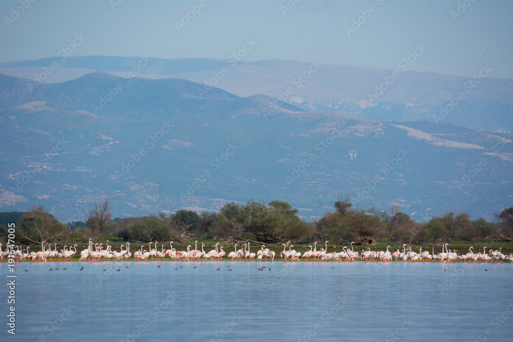 Fototapeta premium Flamingoes at lake kerkini