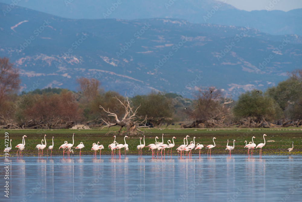 Fototapeta premium Flamingoes at lake kerkini
