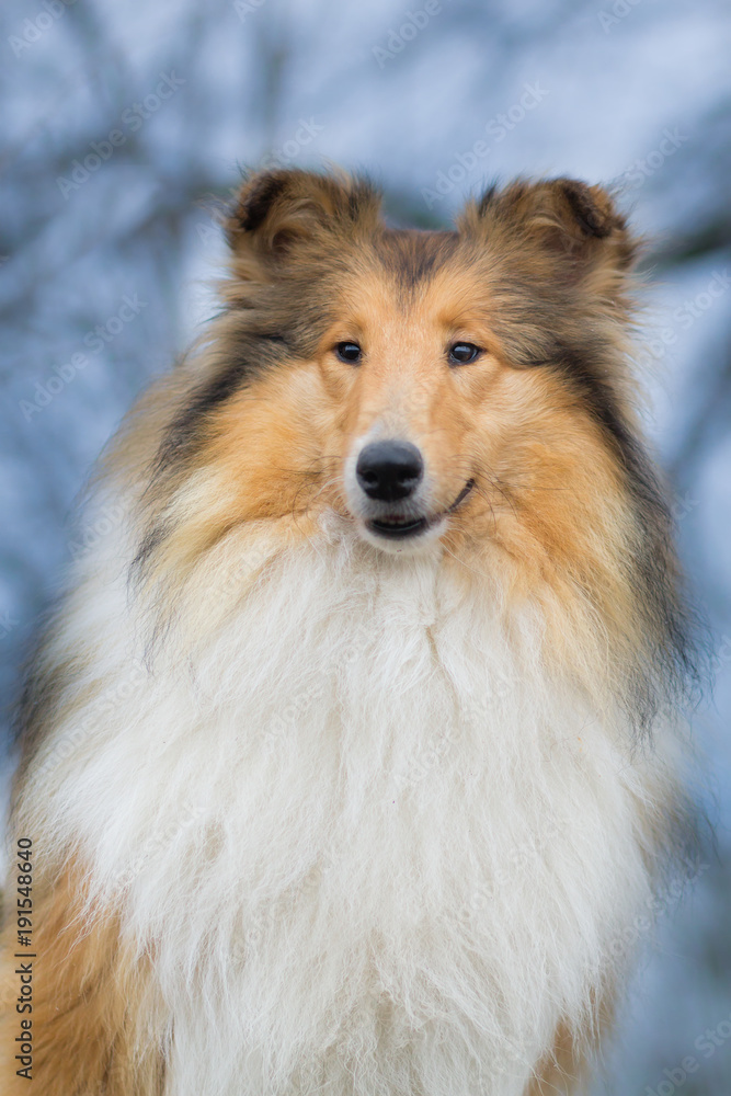 Winter rough collie portrait Winter rough collie portrait