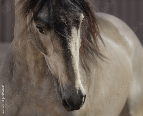 Portrait of buckskin Andalusian horse.