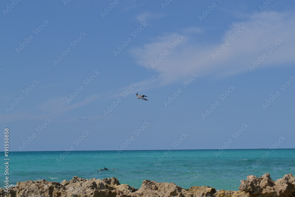 Fototapeta premium seagull on the beach