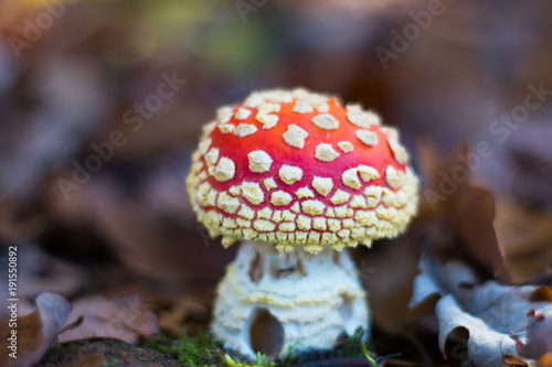 mushroom in woods close up