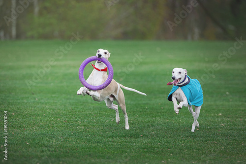 two grayhounds dog play with ruber ring in park