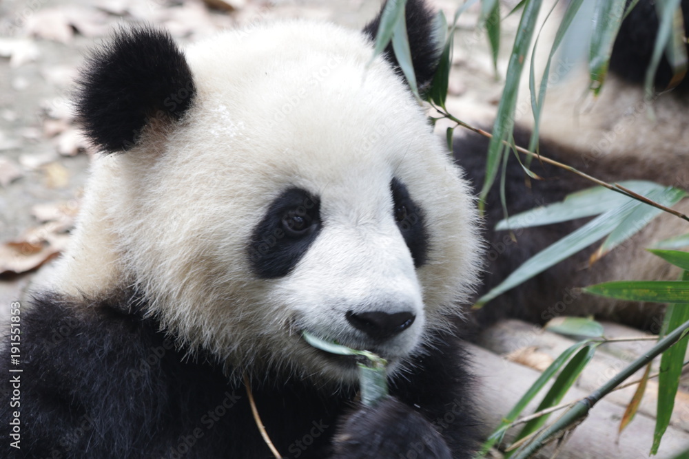 Giant Panda's Fluffy Face, China Giant Panda's Fluffy Face, China