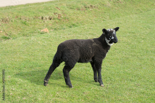 single black lamb © Paul Rushton