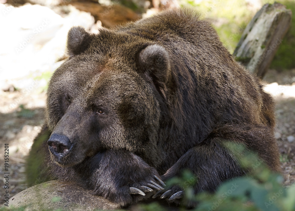 Sleppy Grizzly