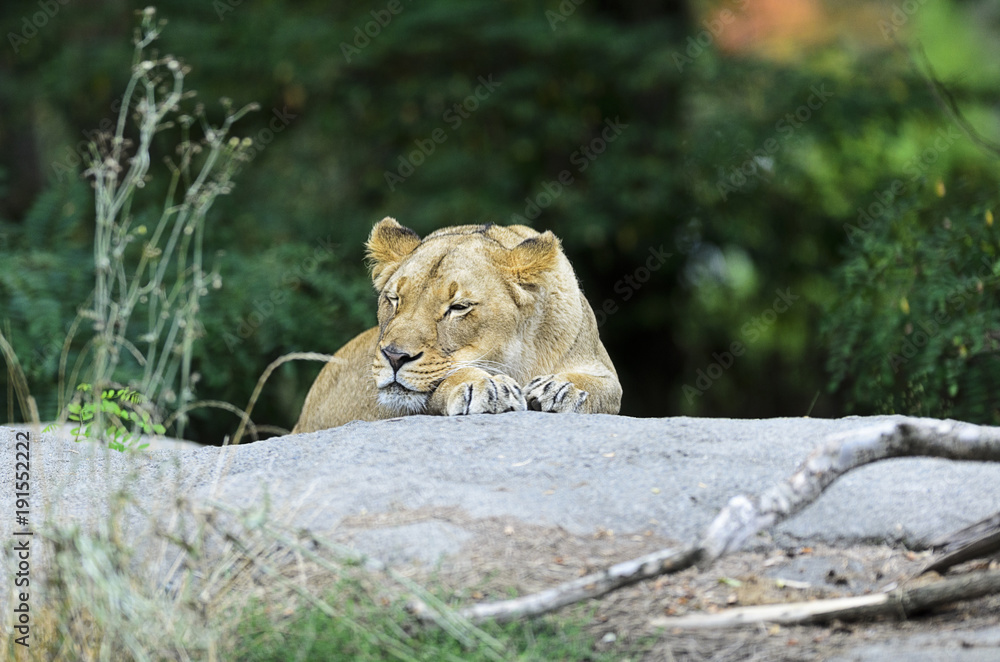Fototapeta premium Sleeping Lioness