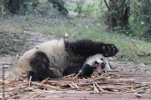 Fototapeta Naklejka Na Ścianę i Meble -  Little Panda Cub on plays on the Playground,China
