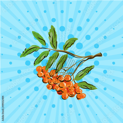 Bunch rowan berries on blue bakground. Vector illustration. Hand drawn on style pop art